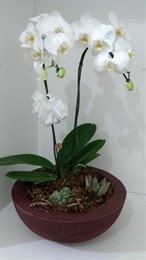 Orquídea Phalaenopsis Branca no cachepot de Polietileno